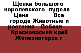 Щенки большого (королевского) пуделя › Цена ­ 25 000 - Все города Животные и растения » Собаки   . Красноярский край,Железногорск г.